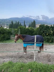 Finca Casa Sant en Soller en Mallorca caballo